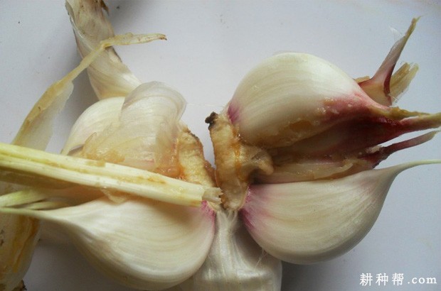 大蒜如何防治蒜蛆？