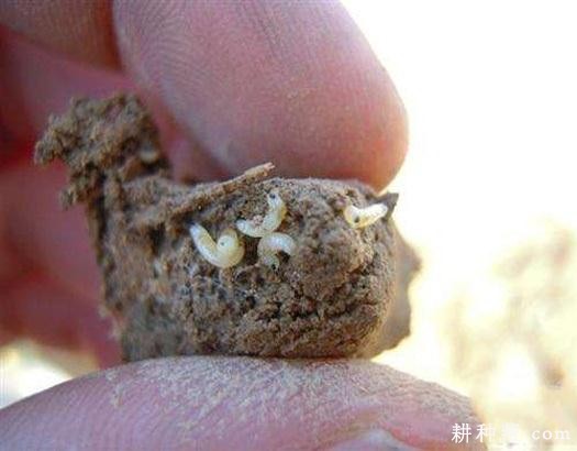 大蒜如何防治蒜蛆？