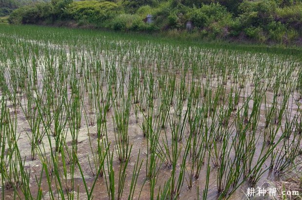 种植马蹄如何管理水分？