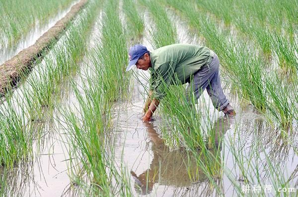 种植马蹄如何管理水分？