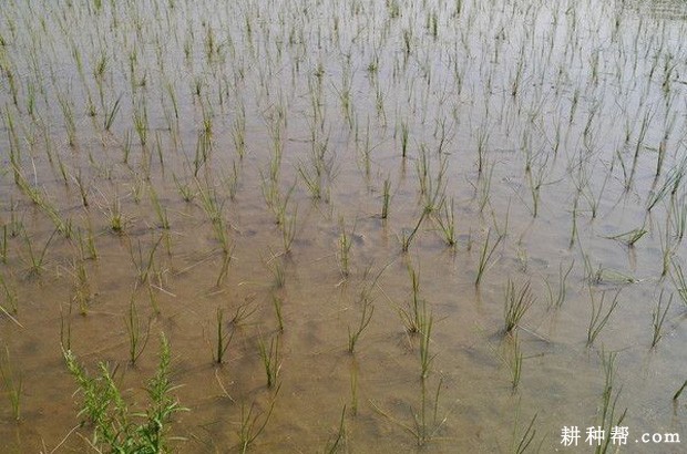 种植马蹄如何管理水分？
