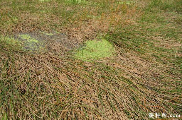 种植马蹄如何管理水分？