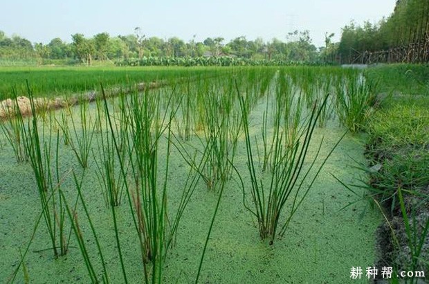种植马蹄如何追肥? 种植马蹄如何追肥?