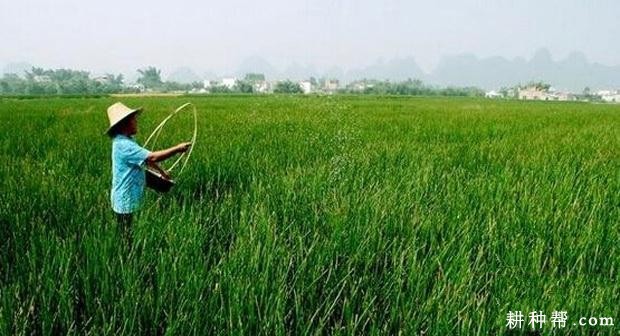 种植马蹄如何追肥? 种植马蹄如何追肥?