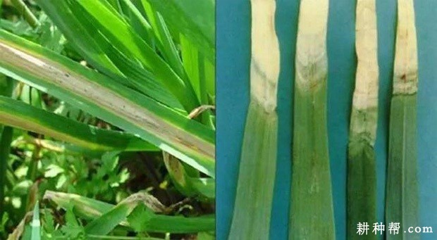 大蒜疫病如何防治？