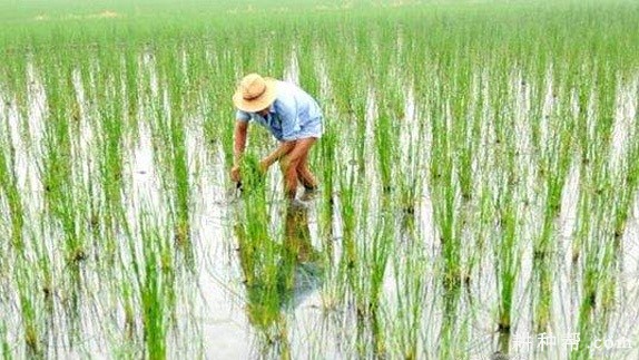 种植马蹄什么时候除草？