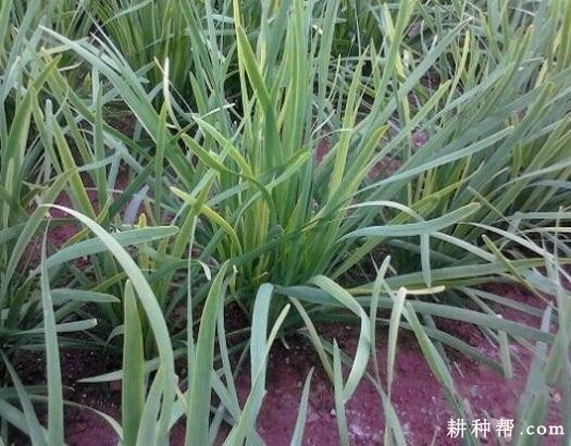 韭菜黄叶和干尖如何防治？