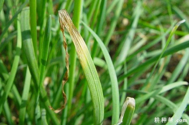 韭菜黄叶和干尖如何防治？