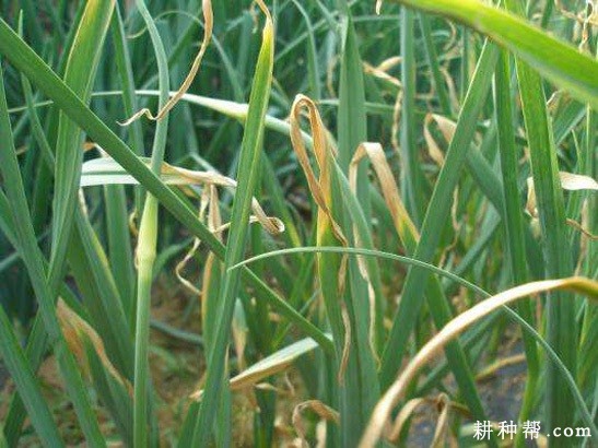 韭菜黄叶和干尖如何防治？