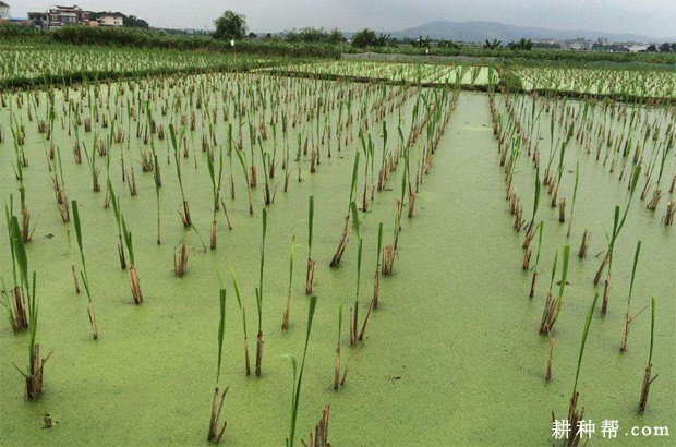 茭白生长过程是怎么样？