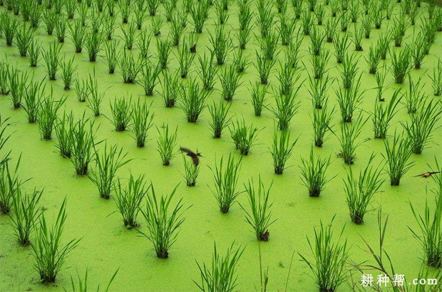 茭白生长过程是怎么样？