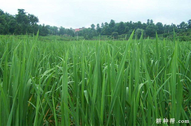 茭白生长过程是怎么样？