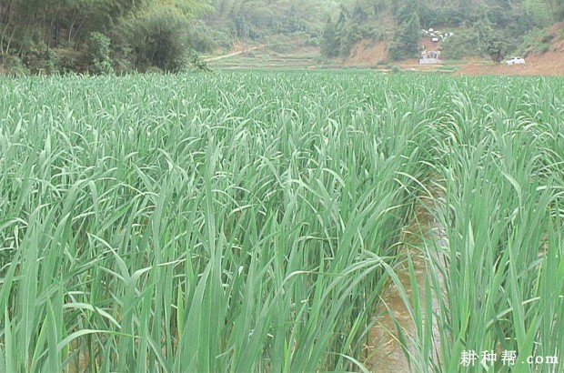 茭白生长过程是怎么样？