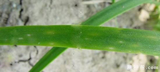 韭菜病毒病如何防治？