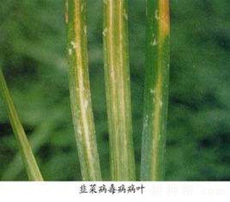 韭菜病毒病如何防治？