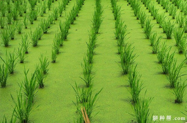 茭白主要产地是哪里? 茭白主要产地是哪里?