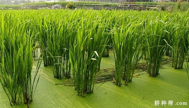 茭白主要产地是哪里? 茭白主要产地是哪里?