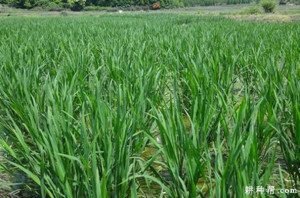 春种两熟茭生长周期是怎么样？