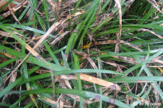 韭菜黑斑病如何防治? 韭菜黑斑病如何防治?