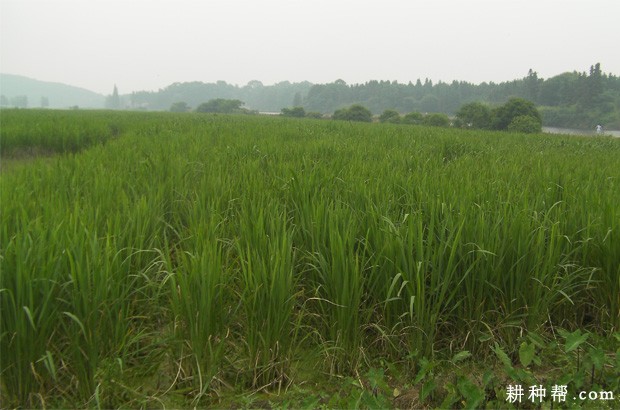 秋种两熟茭生长习性是怎么样? 秋种两熟茭生长习性是怎么样?