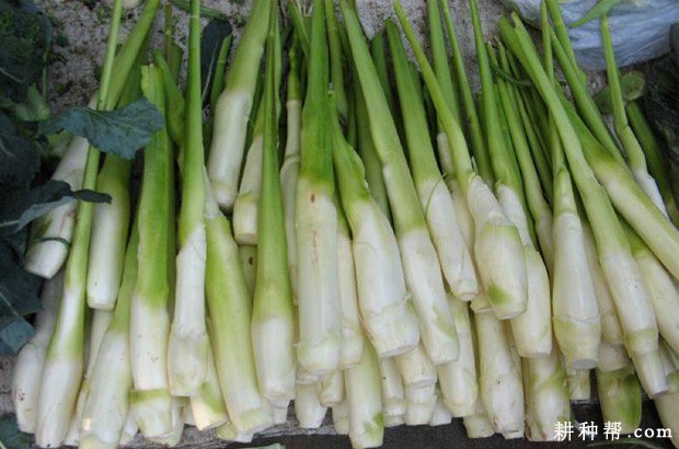 茭白有哪些功效与作用？
