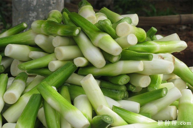茭白有哪些功效与作用？