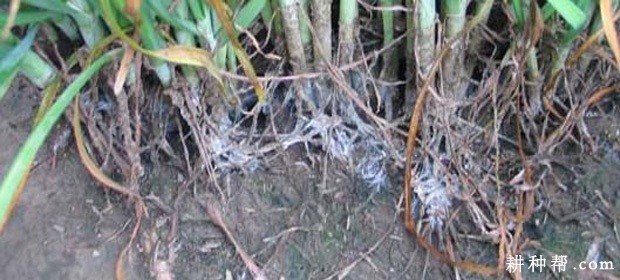 韭菜白绢病如何防治? 韭菜白绢病如何防治?