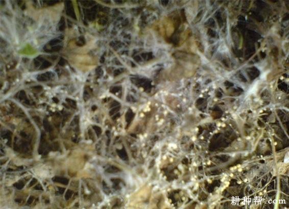 韭菜白绢病如何防治? 韭菜白绢病如何防治?