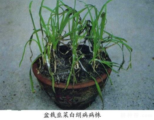韭菜白绢病如何防治? 韭菜白绢病如何防治?