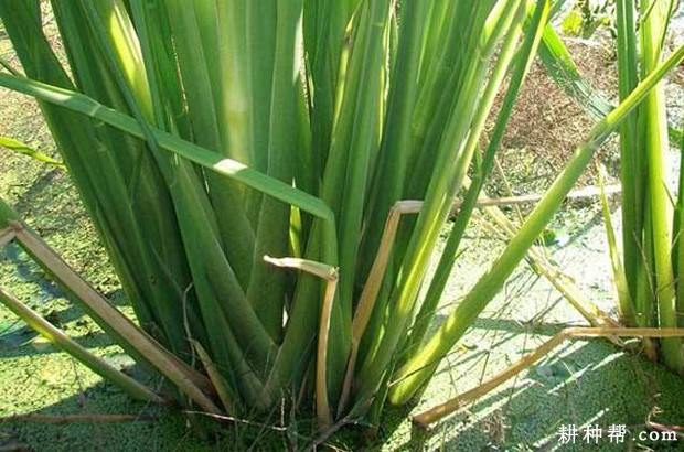 茭白长怎么样？