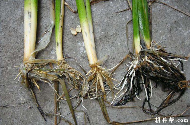 茭白长怎么样？