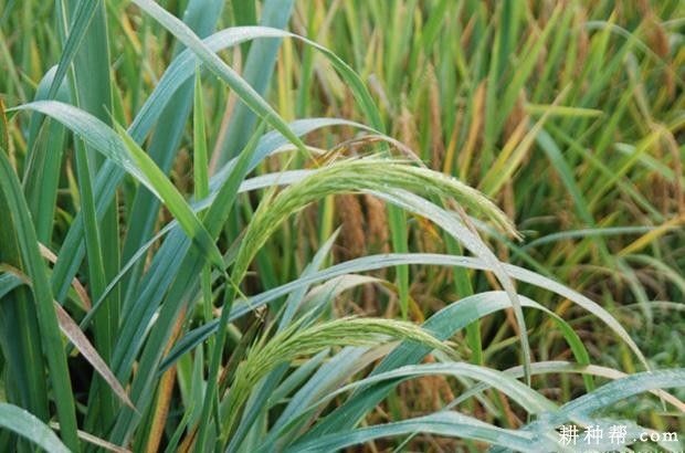 茭白长怎么样？