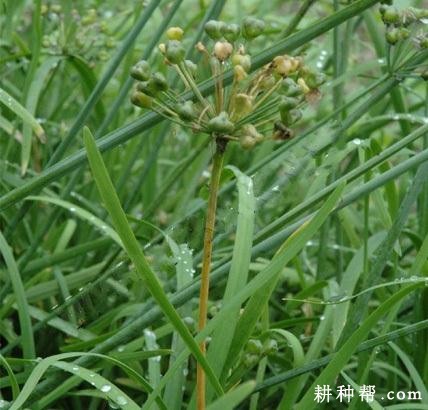 韭菜茎枯病如何防治? 韭菜茎枯病如何防治?