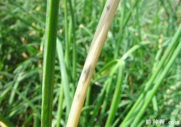 韭菜茎枯病如何防治? 韭菜茎枯病如何防治?