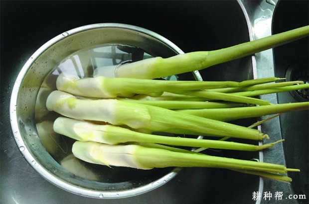 茭白不能和什么一起吃? 茭白不能和什么一起吃?