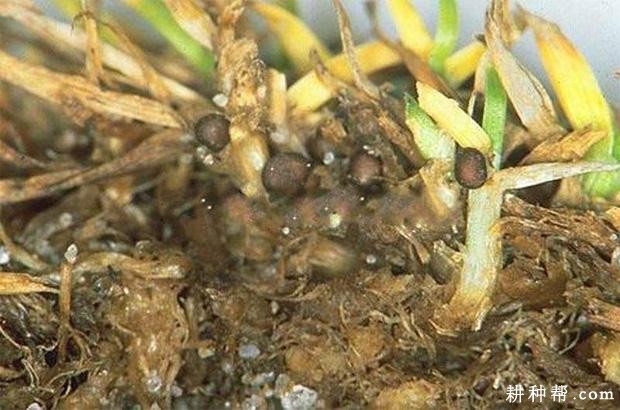 韭菜菌核病如何防治？