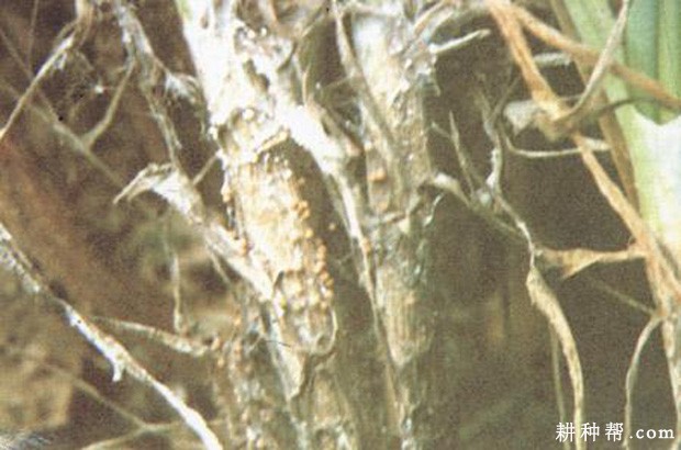 韭菜菌核病如何防治？