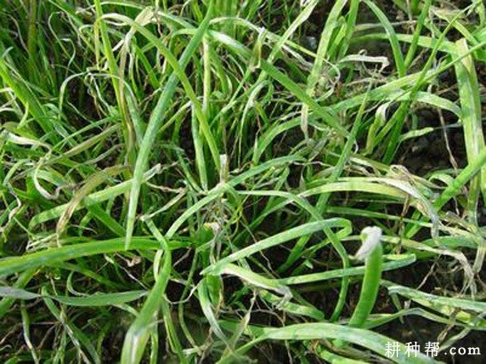 韭菜软腐病如何防治？