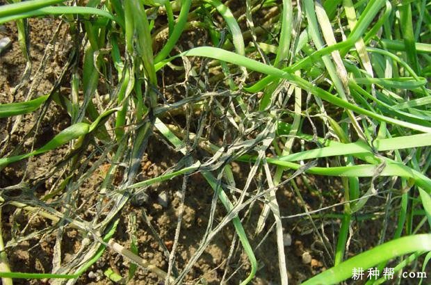 韭菜软腐病如何防治？