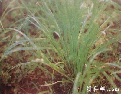 韭菜锈病如何防治? 韭菜锈病如何防治?