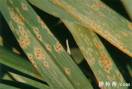 韭菜锈病如何防治? 韭菜锈病如何防治?