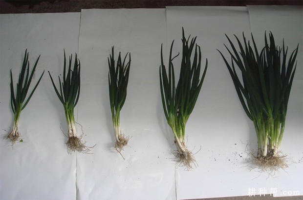 兴葱21香葱品种好不好? 兴葱21香葱品种好不好?