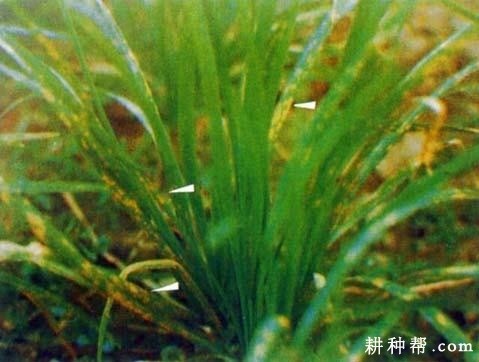韭菜锈病如何防治? 韭菜锈病如何防治?