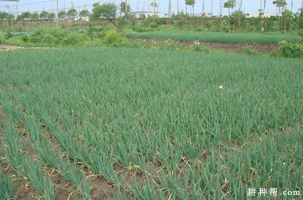 兴葱21香葱品种好不好? 兴葱21香葱品种好不好?