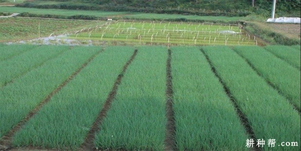 嵊县四季葱品种好不好? 嵊县四季葱品种好不好?