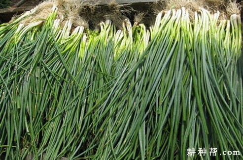 嵊县四季葱品种好不好? 嵊县四季葱品种好不好?