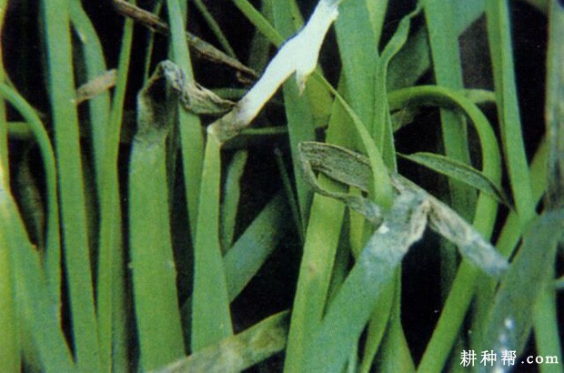 韭菜疫病如何防治? 韭菜疫病如何防治?