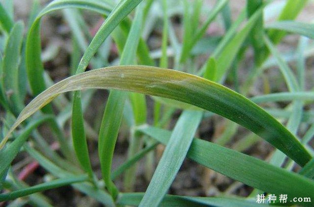 韭菜疫病如何防治? 韭菜疫病如何防治?