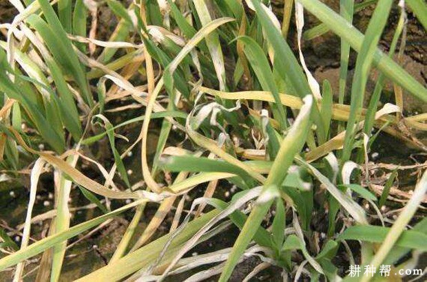 韭菜疫病如何防治? 韭菜疫病如何防治?