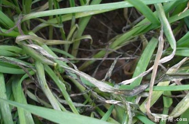 韭菜疫病如何防治? 韭菜疫病如何防治?